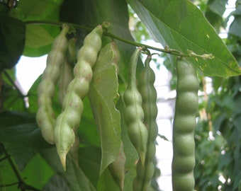 Small Speckled Greasy Cut-short Bean