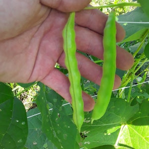 Morgantown Pole Bean (30 Seeds)