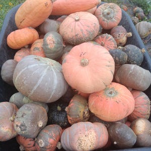 Peut inclure: Une collection de différentes courges et citrouilles dans une brouette en plastique noire. Les courges sont un mélange de vert, d'orange et de brun, certaines ayant des rayures blanches.