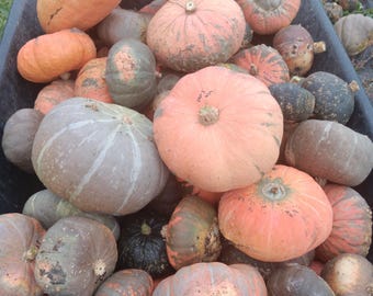 May include: A collection of various squash and gourds in a black plastic wheelbarrow. The gourds are a mix of green, orange, and brown with some having white stripes.