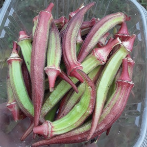 Kinali Bornova Okra Turkish Heirloom (30 Seeds)