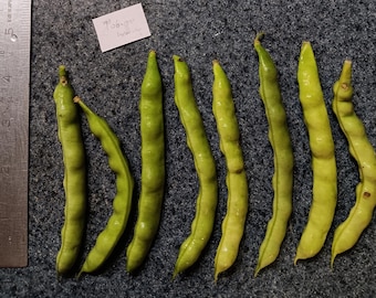 Tobacco Worm Bean (White-seeded) (30 Seeds)