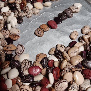 May include: A close-up of various dried beans, showcasing a mix of colours and patterns. The beans include shades of white, brown, red, and black, with speckled and solid designs. Some beans are arranged in a line, others scattered across the surface.