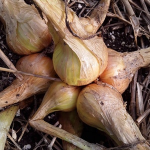 May include: A close-up shot of several freshly harvested onions. The onions have a light brown, papery outer layer and a pale yellow interior. Some still have their green stalks attached, lying on a bed of straw and soil.