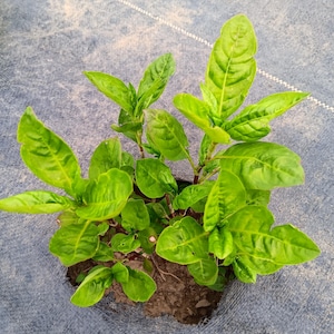 Japanese Indigo (Persicaria tinctoria) Dye Plant Seeds