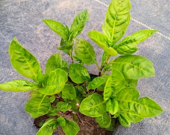 Japanese Indigo (Persicaria tinctoria) Dye Plant Seeds