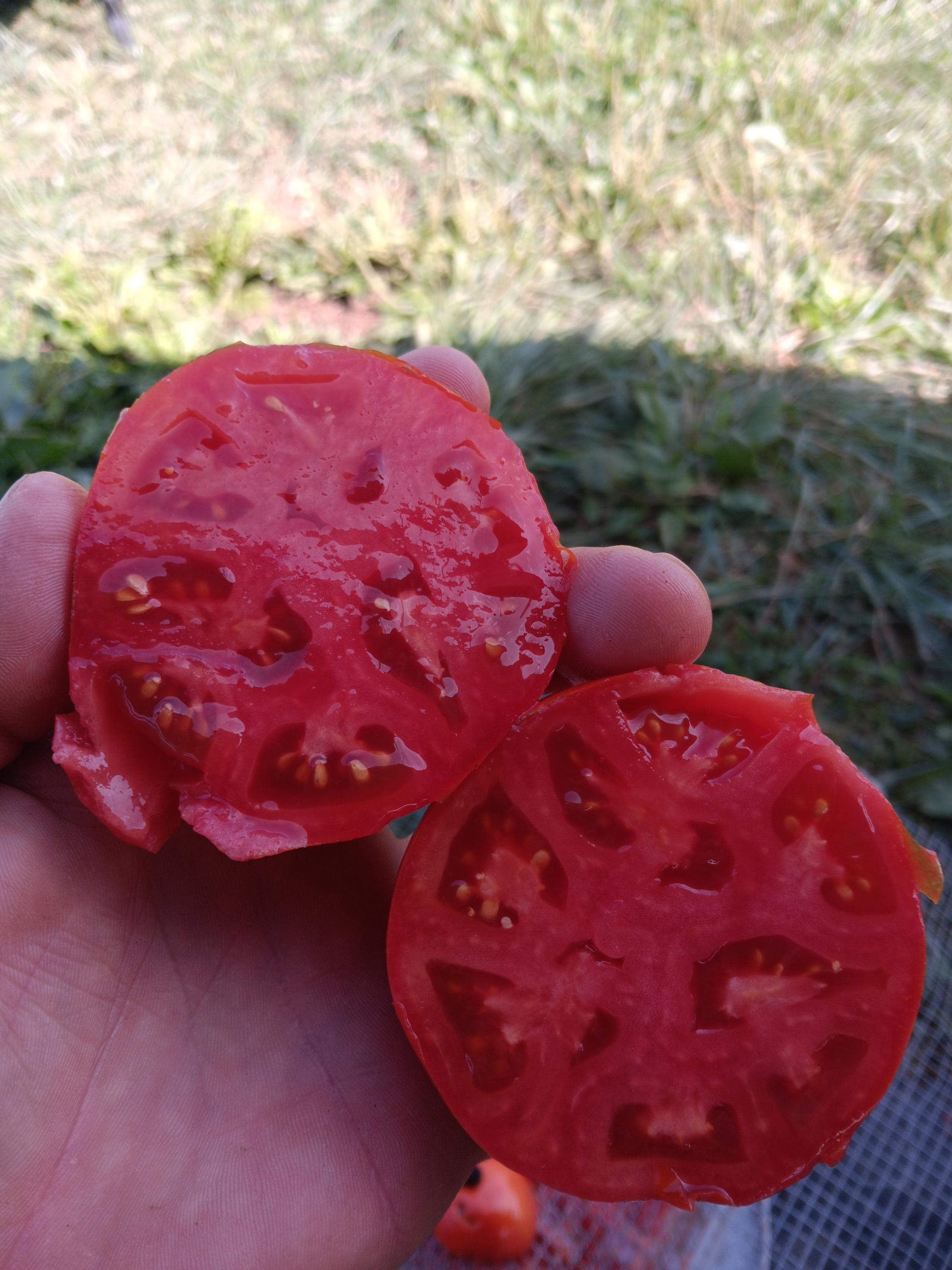 Mannon's Majesty Tomato Seeds WV '23 Non-hybrid Tomato (30 seeds)