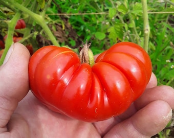 Costoluto Genovese Heirloom Tomato (30 Seeds)