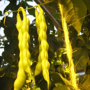 Logan Giant Pole Bean (30 Seeds)