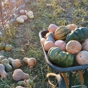 Ozark C. moschata Grex Winter Squash - Insect-Resistant Open-Pollinated (30 seeds)