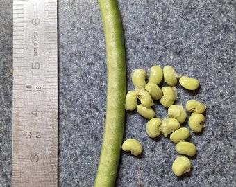 May include: A green bean pod with a ruler in the background. There are several light green beans scattered on a gray surface.