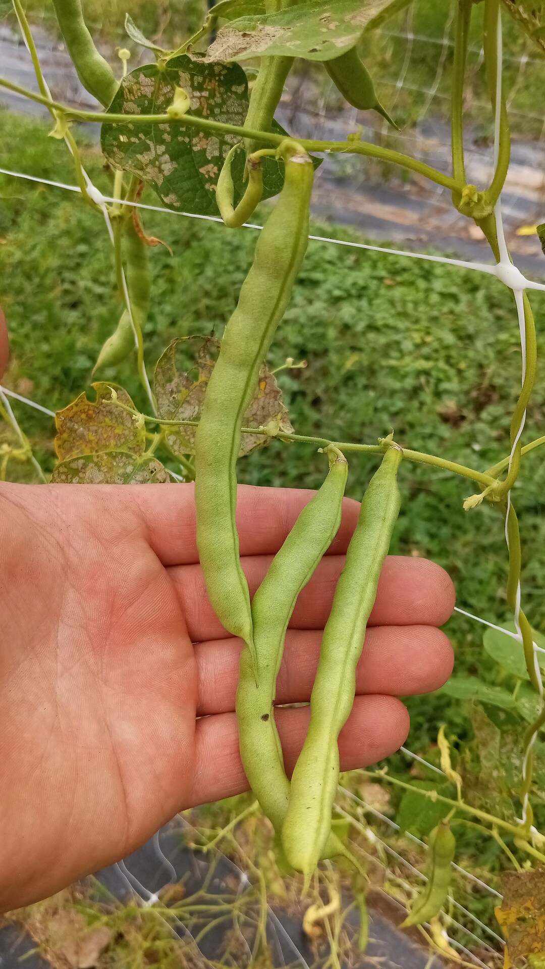 Davidson Cornfield Bean Heirloom Seeds 30 Seeds Etsy