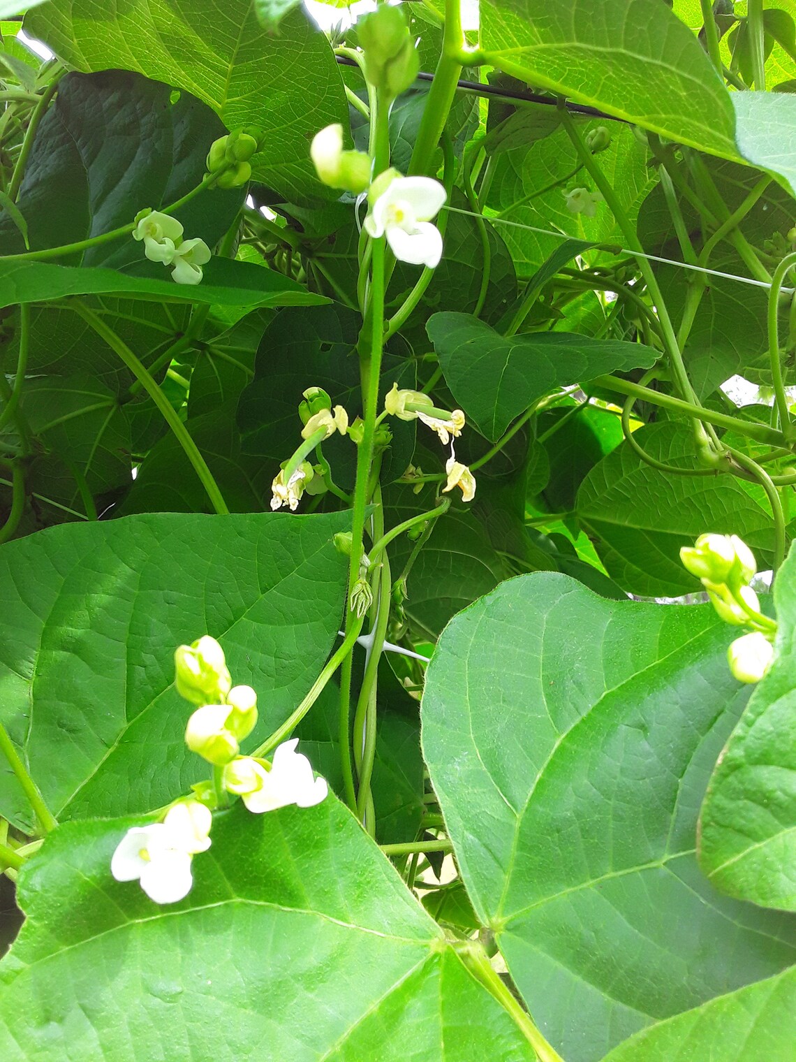 Spangler Heirloom Cornfield Bean Seeds Etsy