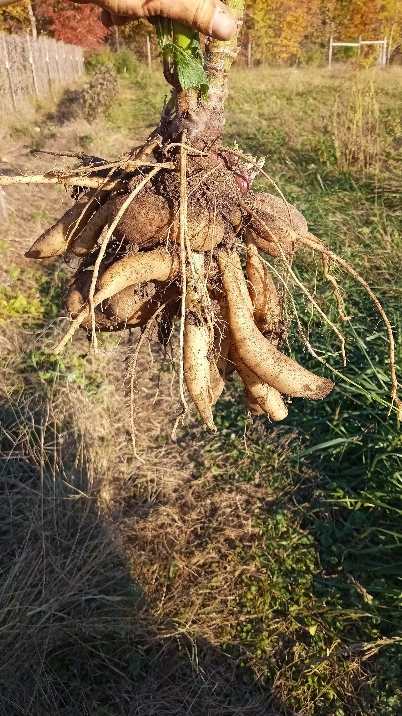 grounded planting Grounded Rooting Hormone  Gardening 101
