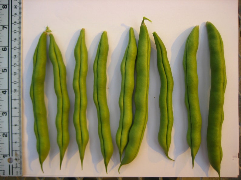 Spangler Heirloom Cornfield Bean Seeds Etsy