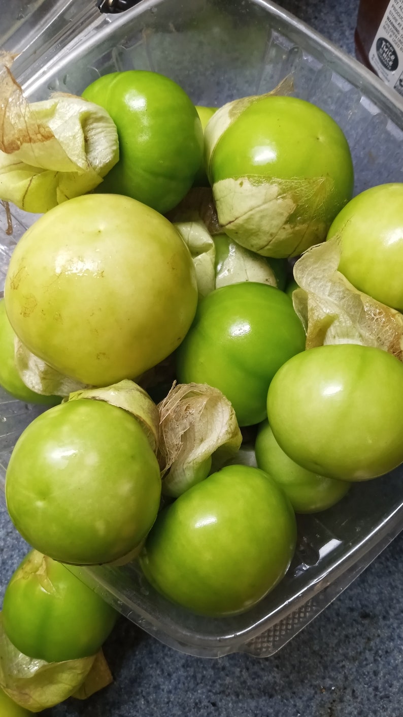 Plaza Latina Giant Green Tomatillo physalis Philadelphica Etsy