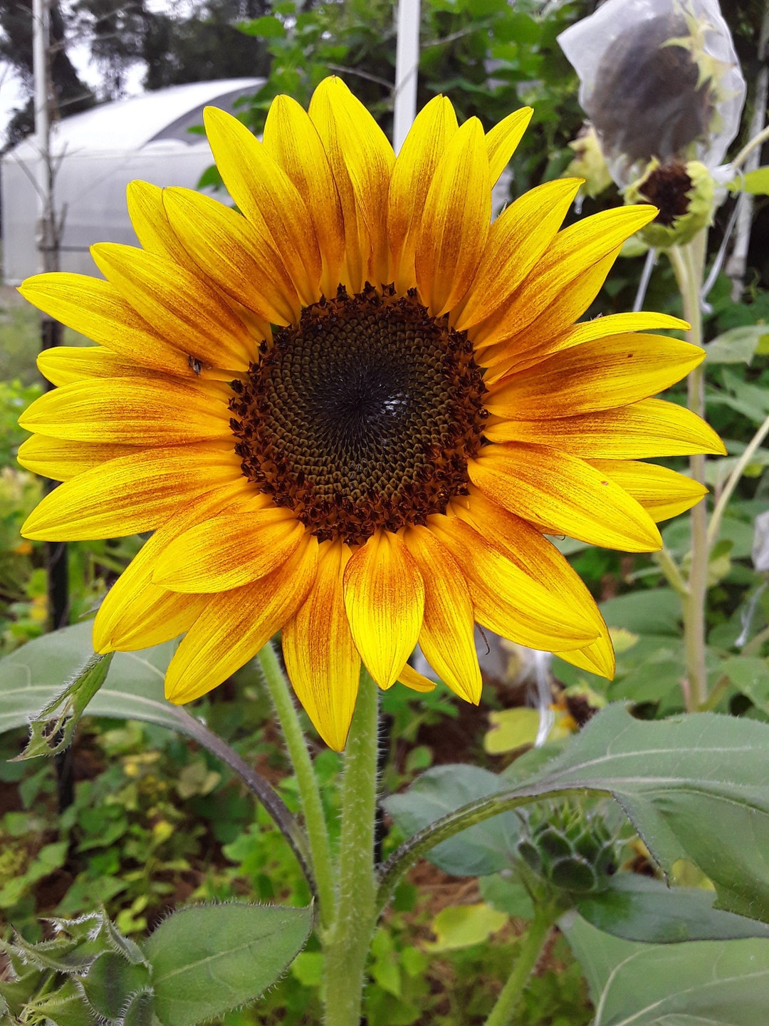 Sunflower 'cinnabar Compact' Open-pollinated - Etsy