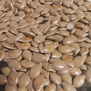 May include: A close-up image of a large pile of light brown pumpkin seeds. The seeds are arranged in a random pattern and are all roughly the same size and shape.