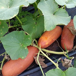 May include: Image of a garden bed with several elongated, orange-brown cucumbers. The cucumbers are surrounded by large, green leaves and vines. The cucumbers are resting on a black fabric.