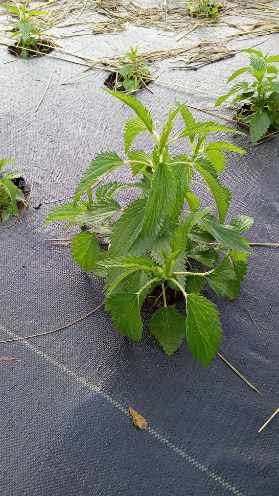 Stinging Nettle ('less Sting') - Urtica Dioica (300 Seeds) - Etsy