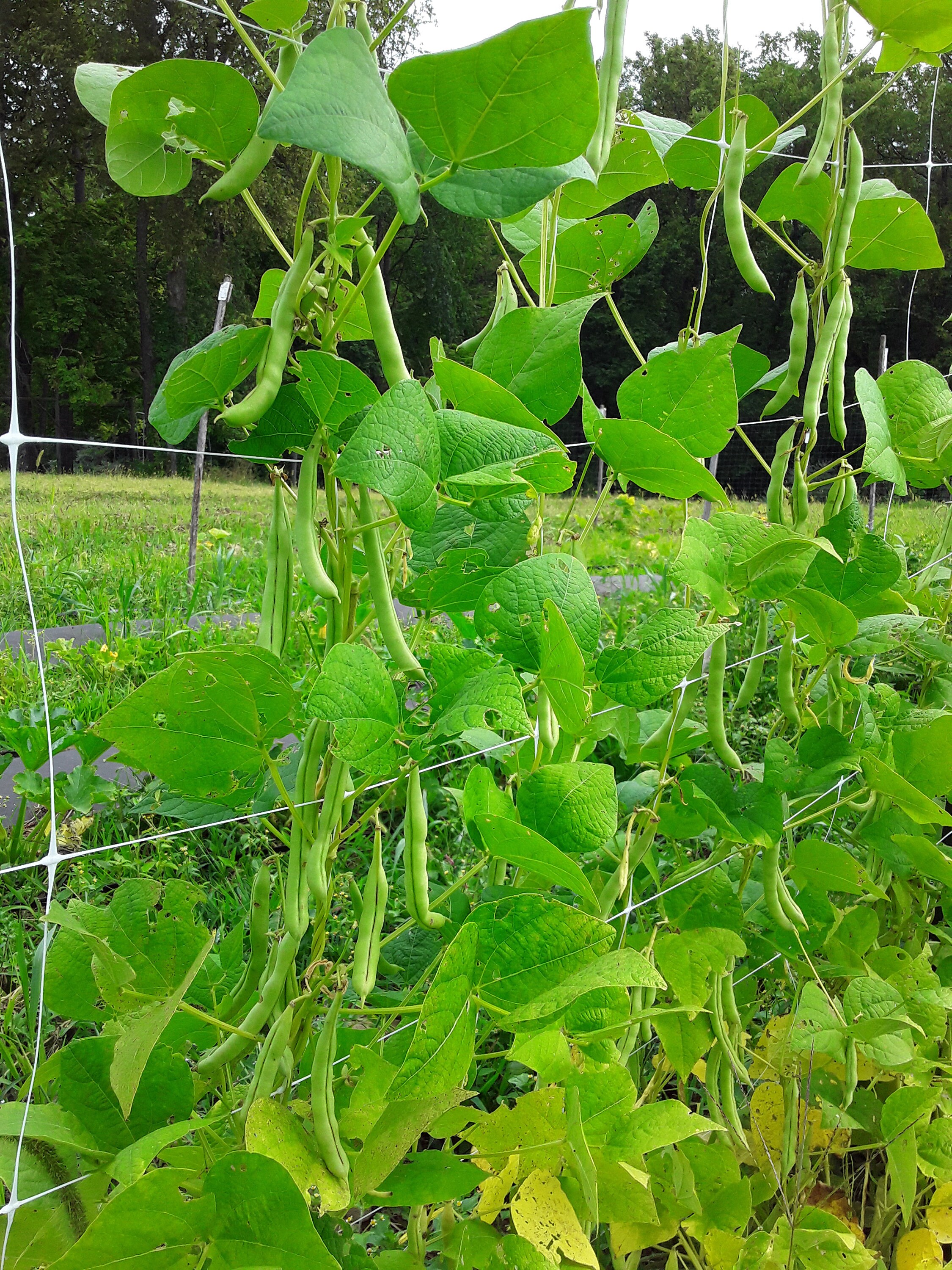 Mountaineer Halfrunner Bean 30 Seeds Etsy