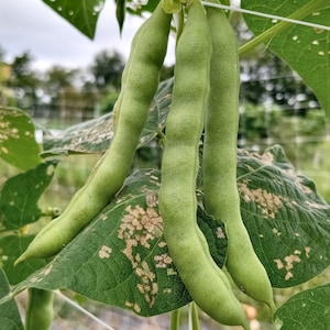 May include: Close-up of fresh green beans growing on a vine. The beans are long and slender, with a vibrant green color. The leaves are large and have some holes. The background is blurred, suggesting an outdoor setting.