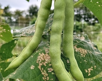 tobacco worm bean Tobacco Worm Bean (white-seeded) (30 Seeds)