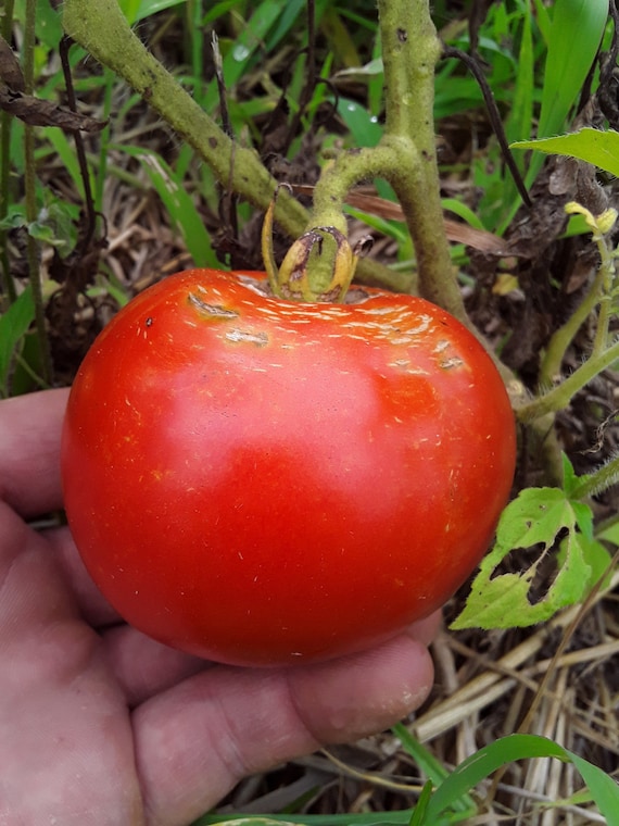 Mountaineer Delight Tomato Seeds Etsy