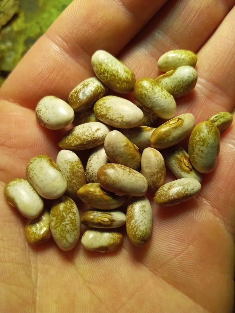 Spangler Heirloom Cornfield Bean Seeds Etsy