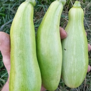 May include: Three green zucchini squash, two are long and slender, one is shorter and rounder, held in a hand.