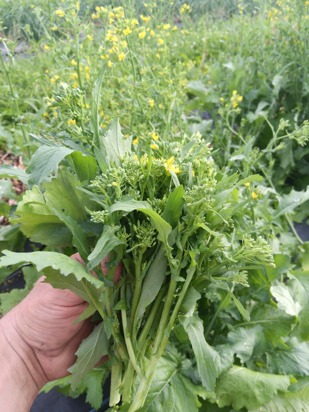 Broccoli Rabe (cima Di Rapa) Italian Heirloom Seeds - Etsy