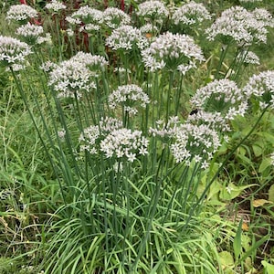 Garlic Chives (Allium tuberosum) Perennial Herb (100 Seeds)