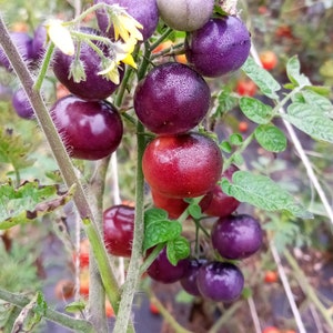 20+ Husky Cherry Red Tomato Plants