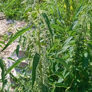 May include: A close-up of a patch of green stinging nettle plants with small white flowers.