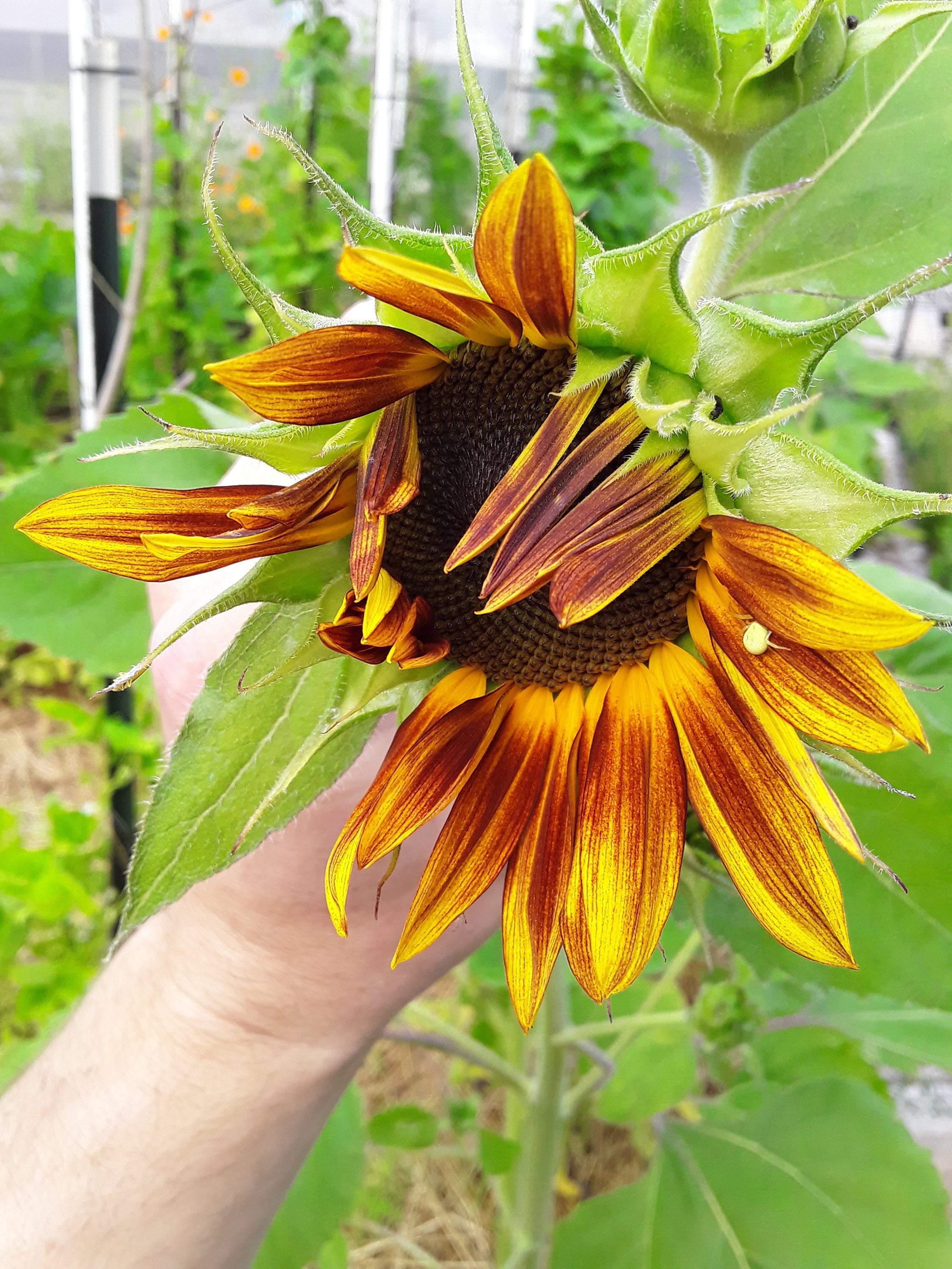 Sunflower 'cinnabar Compact' Open-pollinated - Etsy