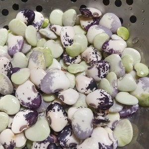 May include: A close-up shot of a colander filled with fresh, colorful beans. The beans are a mix of white, purple, and green, with speckled patterns. The colander is made of stainless steel and has a perforated design.