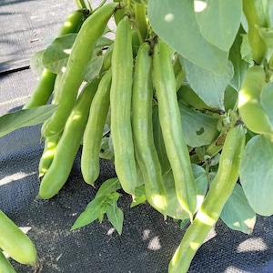 Vroma Fava Bean (Broad Bean - Vicia faba) (30 Seeds)