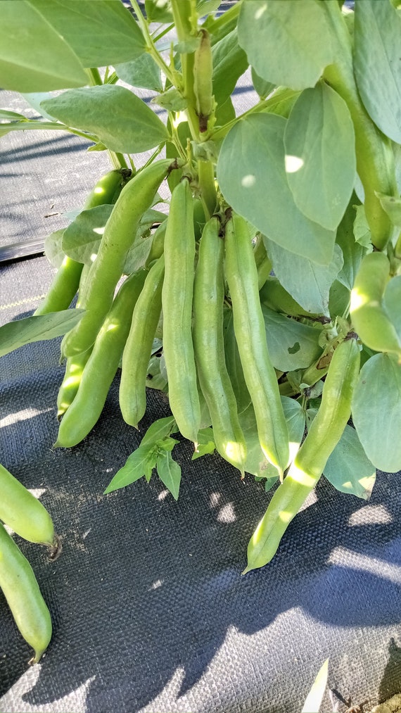 Vroma Fava Bean (broad Bean - Vicia Faba) (20 Seeds) - Etsy