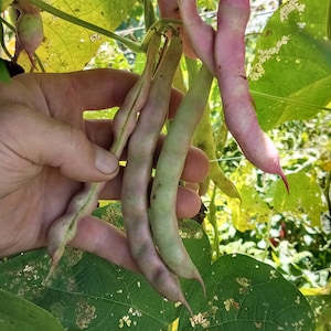 May include: Close-up of fresh, colorful bean pods in various stages of ripeness. The pods range in color from green to pink and purple, with a curved shape. The image is set against a backdrop of green leaves, suggesting a garden setting.