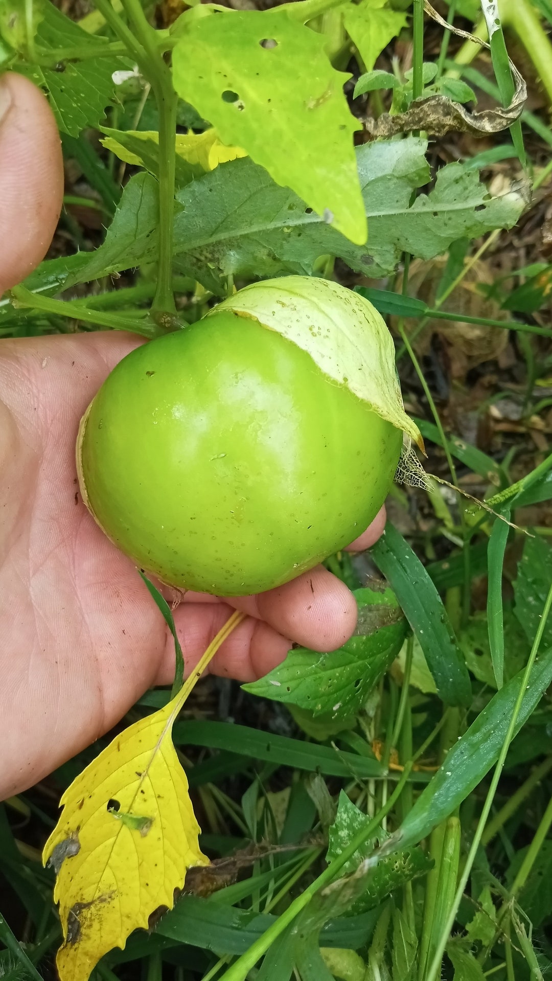 Plaza Latina Giant Green Tomatillo physalis Philadelphica 50 Seeds Etsy