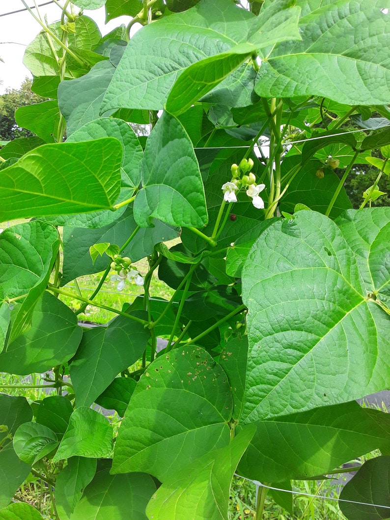 Genuine Cornfield Heirloom Pole Bean Seeds Etsy