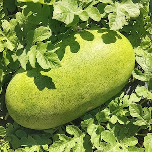 Bozeman Watermelon (Citrullus lanatus) Heirloom Open-pollinated (30 Seeds)