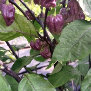 May include: A close-up of a pepper plant with dark purple peppers growing on it. The plant has dark green leaves and black stems.