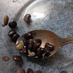 May include: A close-up of a spoon filled with dark brown beans. The beans have white sprouts growing from them. The spoon is on a blue and white ceramic plate.