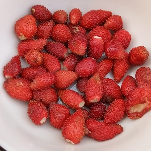 Alpine Strawberry Seeds (Fragaria vesca) Perennial Day-neutral 100 Seeds