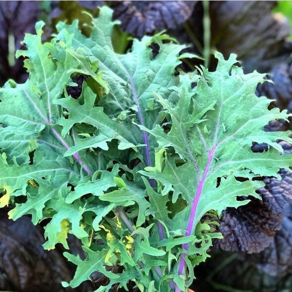 Red Russian Heirloom Kale (1 g Seeds)