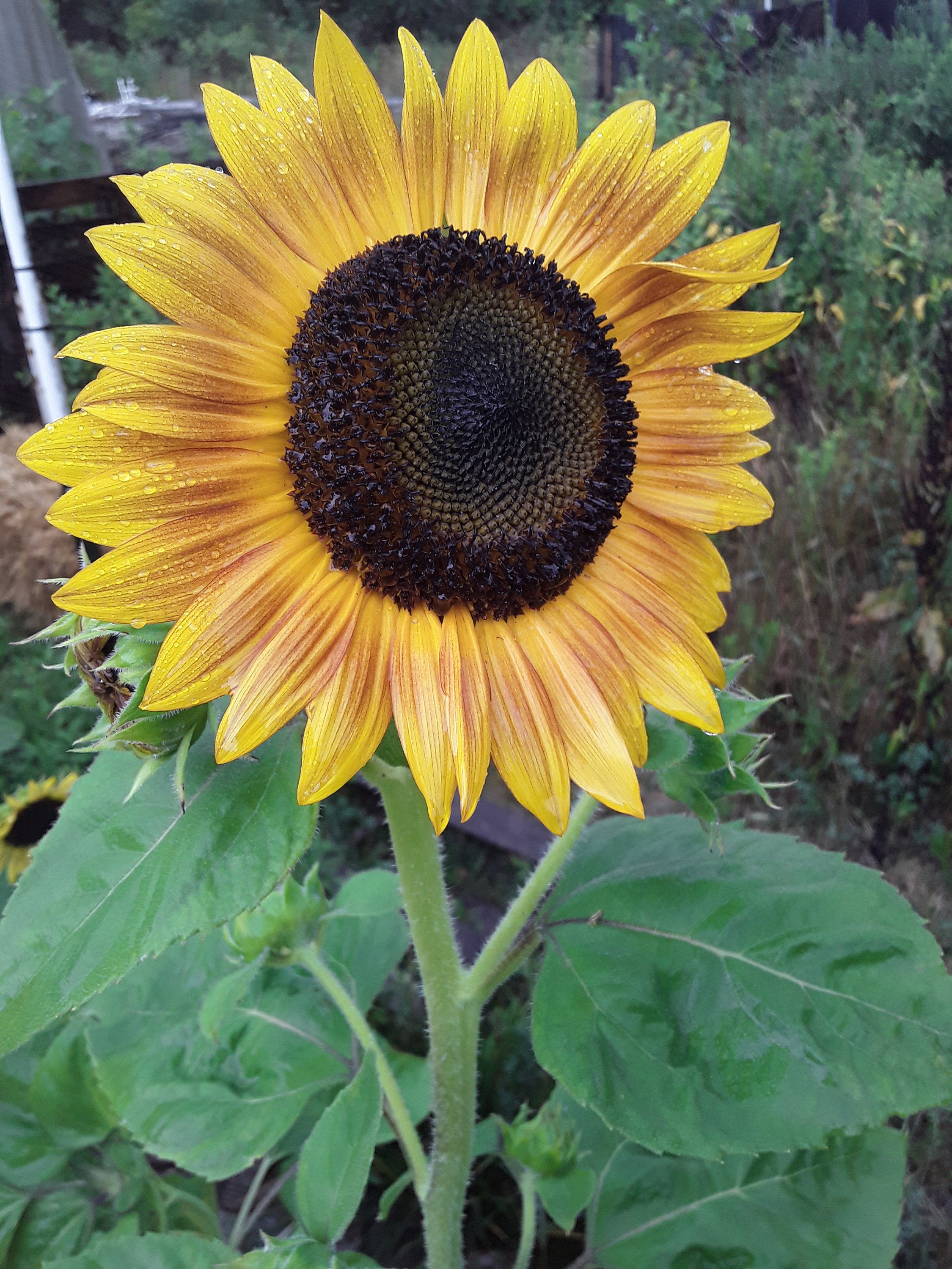 Sunflower 'cinnabar Compact' Open-pollinated - Etsy