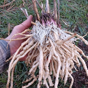 Skirret (Sium sisarum) Perennial Vegetable 3 Crown Divisions
