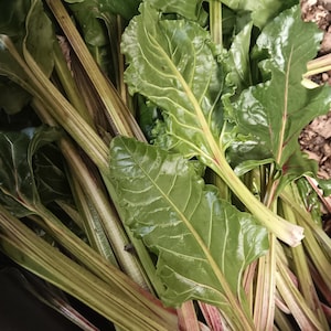 May include: Close-up of fresh Swiss chard with large, green leaves and reddish-pink stalks. The leaves have prominent veins and a slightly ruffled edge. The stalks are thick and sturdy, with a mix of green and red hues. The chard is piled together, showing its freshness.