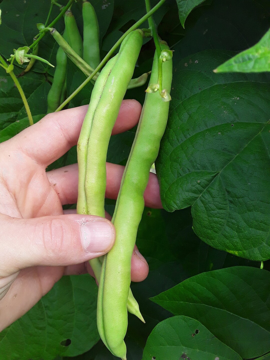 Spangler Heirloom Cornfield Bean 30 Seeds Etsy